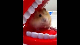 Funny Hamster Videos Happy Hamster Playing Around