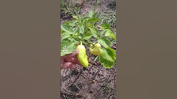 Cross Pollination with Peppers