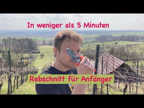 Rebschnitt für Anfänger