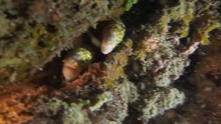 06192017 Encountering twin eels during low visibility night diving
