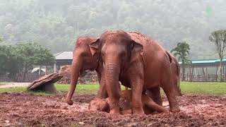 One Year Journey Of Baby Lek Lek And Her Mother Moh Loh  ElephantNews