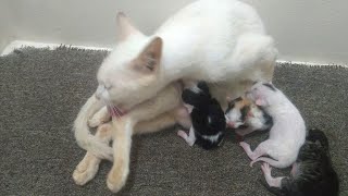 Mother Cat Says to Her Children: Keep Sucking, I'll Clean Up My Body by Top Kitten TV 216 views 2 years ago 5 minutes, 5 seconds