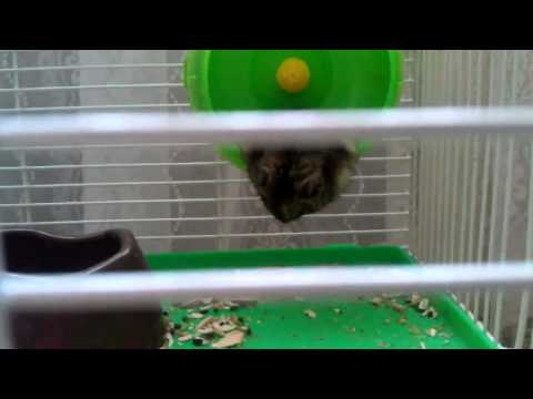 Drunk Hamster | on Smiley.TV