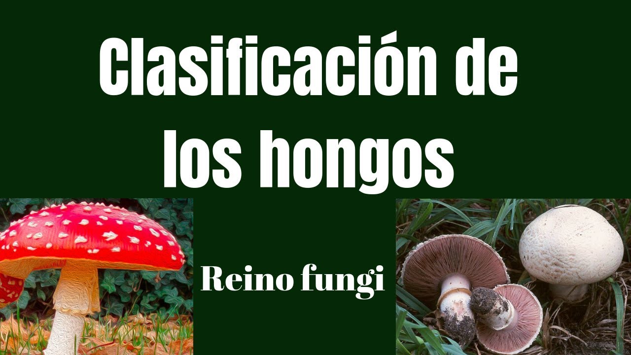 CLASIFICACIÓN DE LOS HONGOS: Reino fungi - thptnganamst.edu.vn