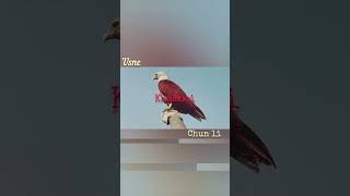 there is no bird🪶🥀#shorts #poetry #zindagi #live it in own way