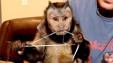 Capuchin Monkey Flossing Teeth