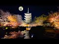 【並ばないコツ公開】東寺ライトアップと幻想的紅葉
