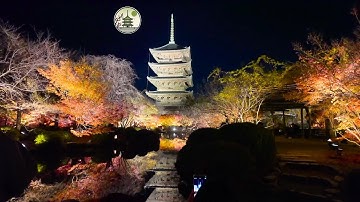 【並ばないコツ公開】東寺ライトアップと幻想的紅葉