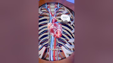 How A Pacemaker Works 🤔