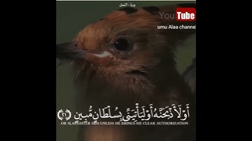 تلاوة م̷ـــِْن سورة النمل.. للقارئ سعيد الخطيب🌸🌿