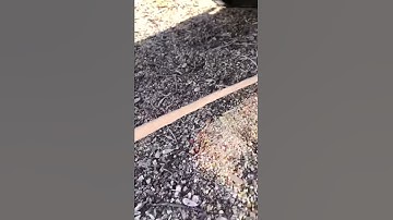 modified promontory deadfall bird trap