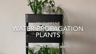 【 My current water propagation plants 】 今現在、水差しで育てている植物たち