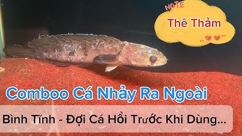 Làm Gì Khi Cá Lóc Nhảy Ra Ngoài | Đục Mắt Tuột Nhớt Thối Vây ... Comboo Thê Thảm