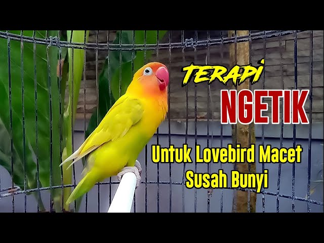 LOVEBIRD NGEKEK PANJANG SUPER GACOR, TERAPI SUARA LOVEBIRD NGETIK UNTUK LOVEBIRD MACET SUSAH BUNYI class=