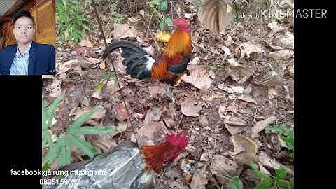 Bẫy gà rừng 28/2/2020 bổi già Phi nhanh Nguy hiểm, Cuab qaib qus tuaj ceev mag zoo kawg