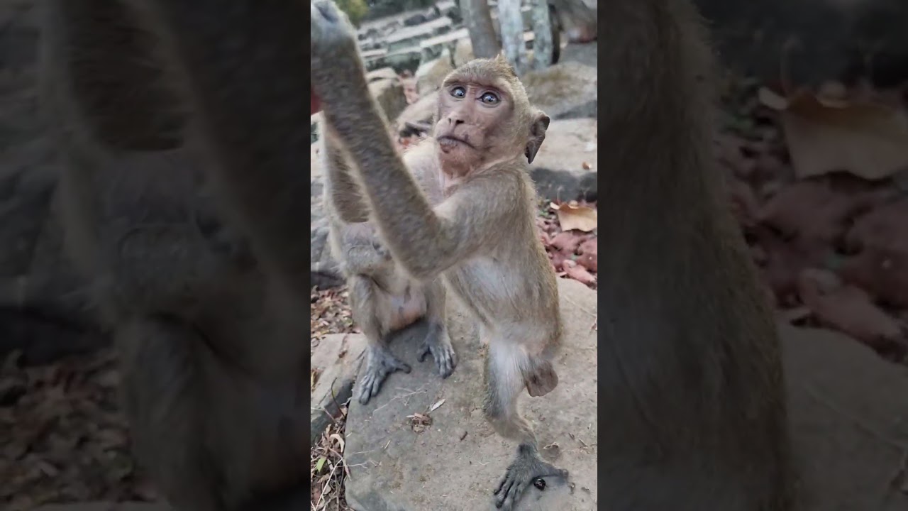 Matio monkey of DeeDee group. 