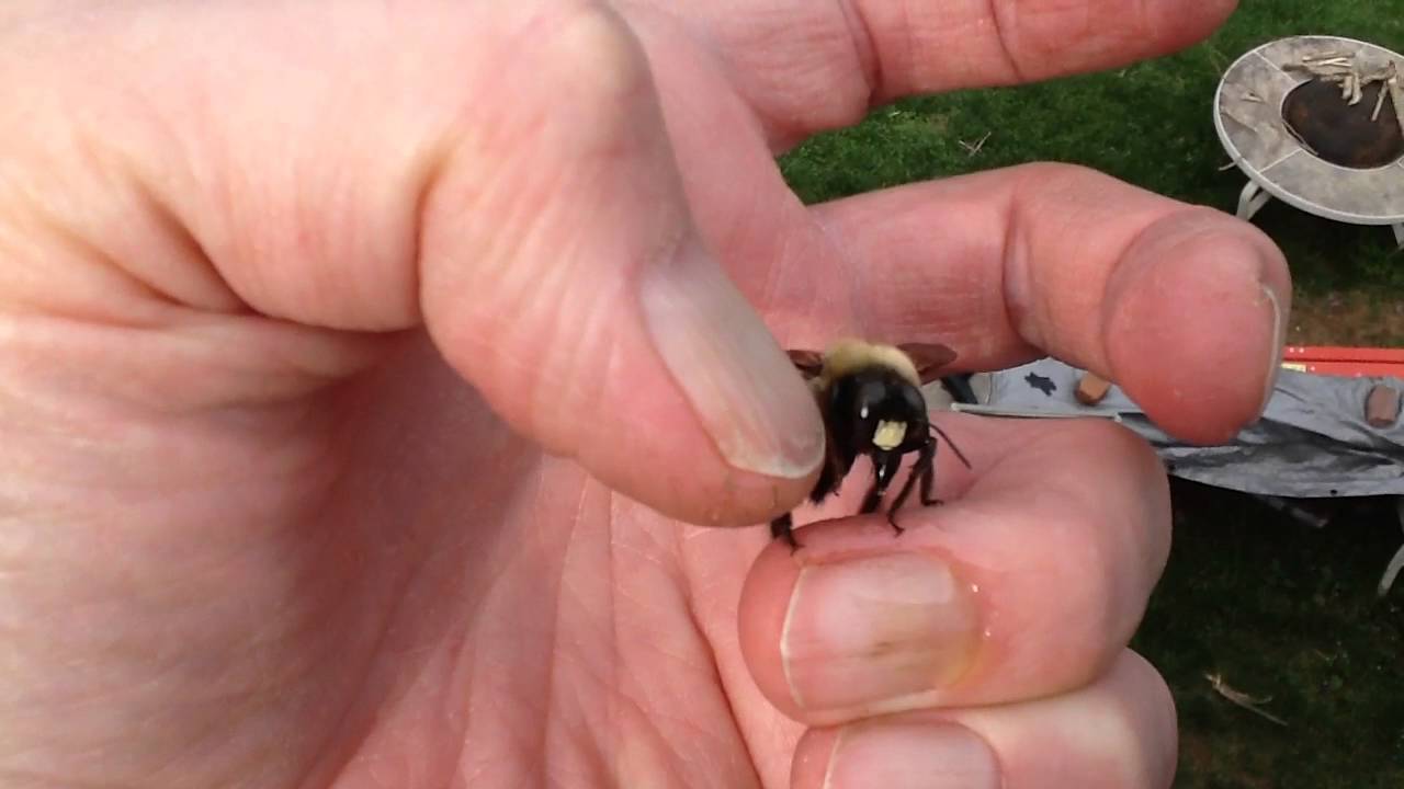Feeding and petting a carpenter bee YouTube
