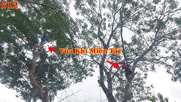 Vua Khỉ cùng đệ tử cưa đôn đọt 2 cây Xà Cừ lớn ở Tịnh Xá Ngọc Phật (phần đầu) . Cutting nacre tree .