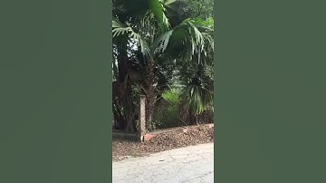 Bán nhà đất cần giờ Mặt tiền đường xe hơi mặt tiền sông xã bình khánh cần giờ LH 0708797989