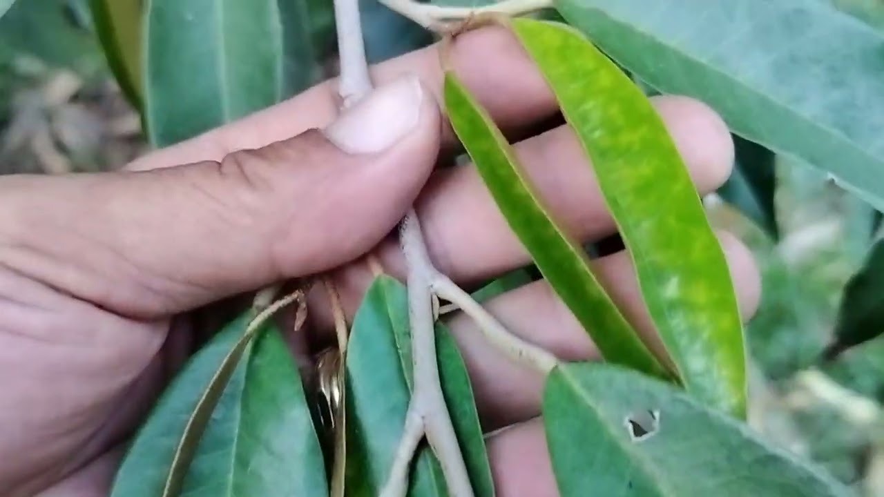 Vườn sầu riêng Anh thuộc chặn đọt thuốc gì? và trả lời câu hỏi của bà con !