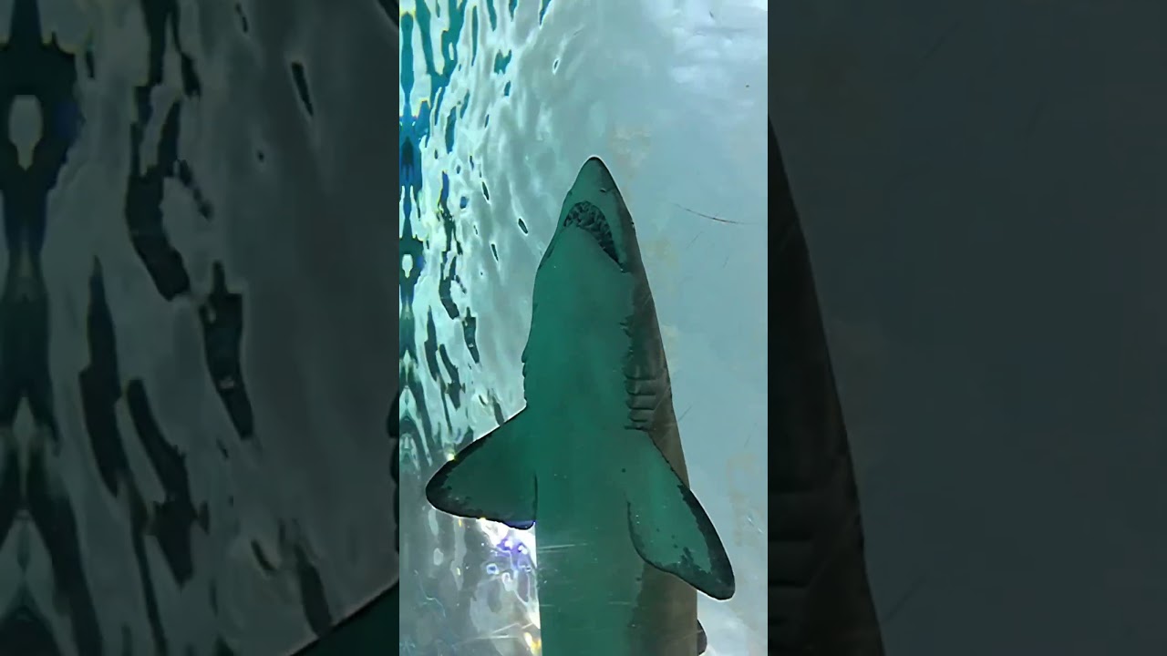 🐋Sand Tiger Shark🐋  