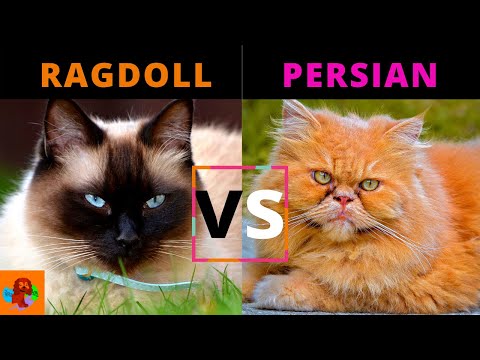 RAGDOLL CAT VS PERSIAN CAT (Breed Comparison) Watch To Learn Why The Persian Cat Requires More Care