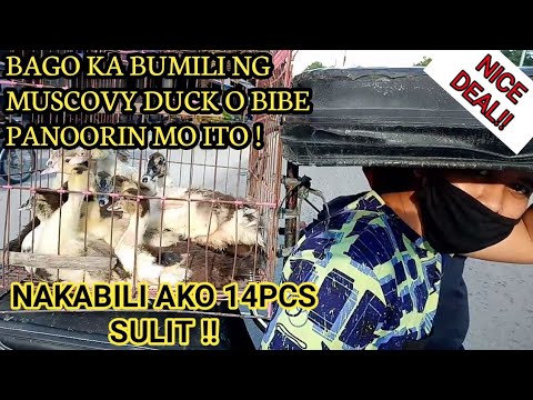 Video: Ano Ang Hitsura Ng Isang Barbarian Duck?