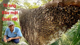 Tổ ong đầu mật siêu khủng Long tròn như nồi cơm 8kg mật