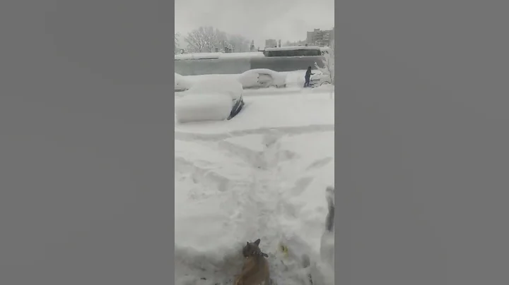 Зима в Краснодаре #shorts