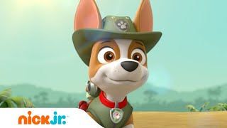 Patrulha Canina | Tracker se junta aos filhotes da Patrulha Canina 🐶 | Nick Jr. em Português