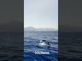 Dolphins, Whales, Waves & Sea Fog #lagoon42 #bluefish
