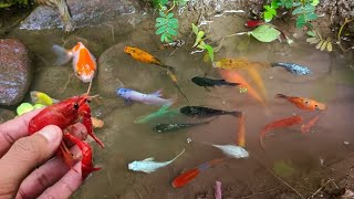 catch colorful fish, koi fish, ornamental fish and millions of other animals