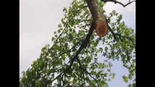Bucks County Ash Trees   Crane Assists Tree Removal screenshot 3