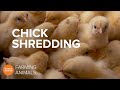 Why the egg industry shreds newborn baby chicks