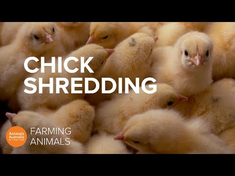 Video: Sangkar Binatang: Bawalah Anjing Anda untuk Bekerja dan Kencing Tekanan, Aktivis Protes Warna Paskah Chicks