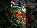 محلا الدار