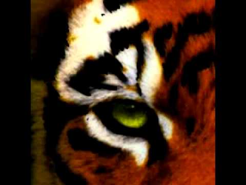 Eye Of The Tiger Speed Up
