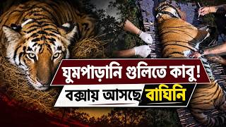৭ দিনের অপেক্ষার অবসান! ঘুমপাড়ানি গুলিতে ধরা পড়ল বাঘিনি, এবার বক্সার পথে | The Banglasphere screenshot 1