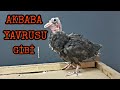 AKBABA YAVRUSU SANKİ (MAVİ KÜMES ÖZLEYENLER İÇİN)