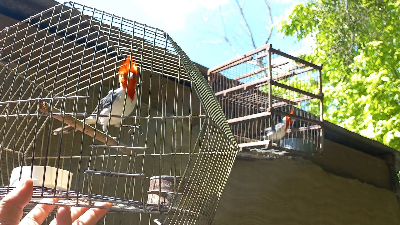 ESPECIAL 417 SUSCRIPTORES MOSTRANDO MIS PÁJAROS 🔥