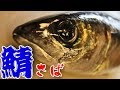 鯖（さば）の捌き方（Mackerel）三枚おろし