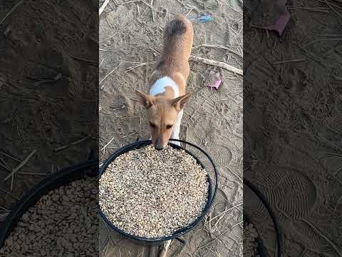 كلب يأكل شعير مضغوط سبحان الله