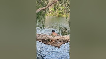 Apex Turtle state school