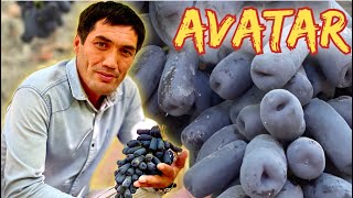 Avatar and F1 vine competition.