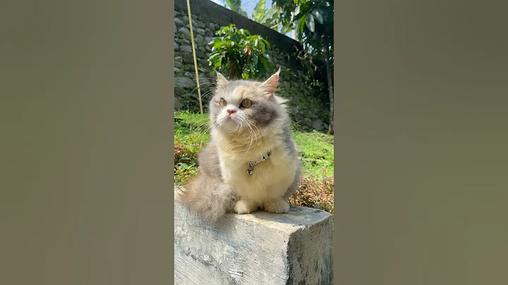 Video 10215831: munchkin cat cutecat, munchkin cat meowing, meow cat munchkin cute, munchkin cat gatos, adorable munchkin cat, adorablecats cutecat cat