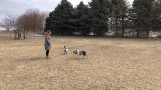 Holly and Julia Training in Illinois (Suburban K9)