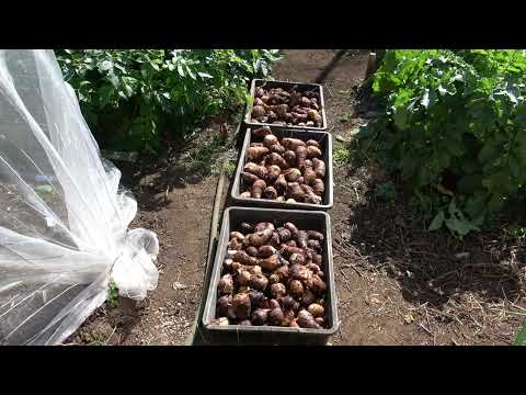 菜園だより231030里芋・ネギ植え・ナス片付け