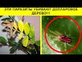 Спасаем 🌿 Долларовое дерево 🌿 Замиокулькас Почему Желтеют Листья