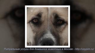 Ритуальные услуги для домашних животных в Москве Ритуальные услуги для домашних животных в Москве