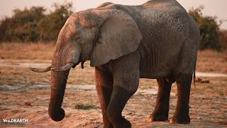 LIVE at the waterhole - 21 August 2026